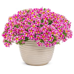 4.25 in. Holy Cow Superbells (Calibrachoa) Live Annual Plant (4-Pack)