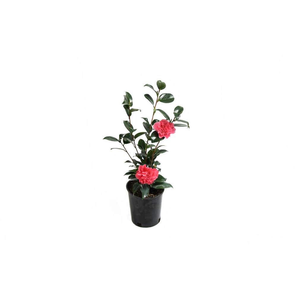 EVERDE GROWERS 2.5 qt. Camellia Marie Bracey CAMJAF9701 - The Home