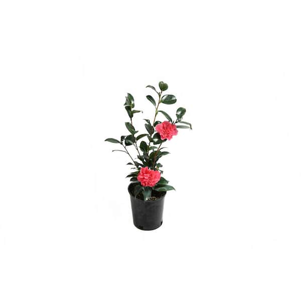 EVERDE GROWERS 2.5 qt. Camellia Marie Bracey