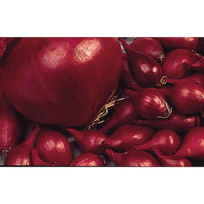Red Onion Sets (80-Bulbs Per Package)