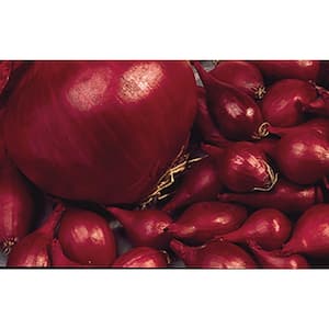 Red Onion Set (80-Bulbs Per Package)