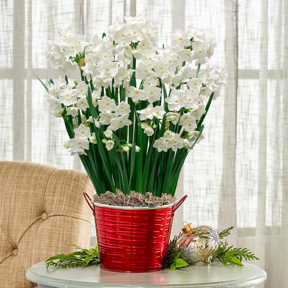 Breck's Fragrant Paperwhite Narcissus Bulbs with 7 in. Decorative Holiday Pot (9Bulbs, 1Pot