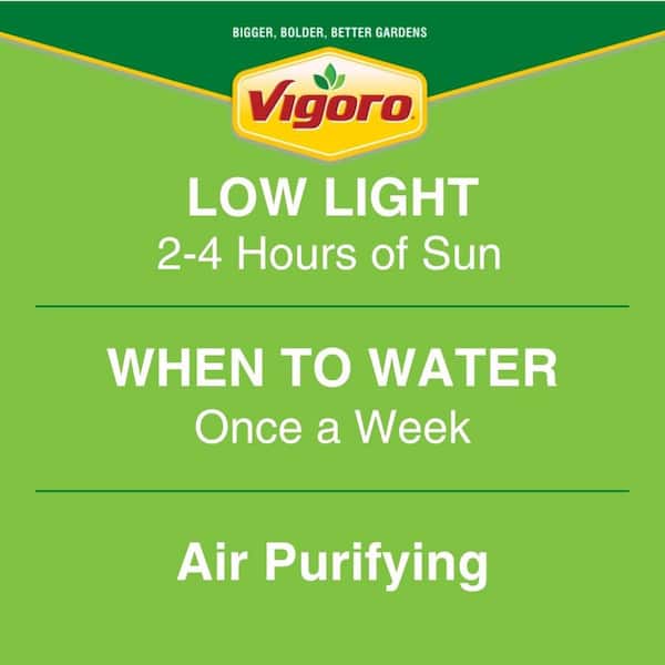 Grower's Choice Sansevieria Indoor/Outdoor Snake Plant in 12 in. Decor Pot, Avg. Shipping Height 3-4 ft. Tall