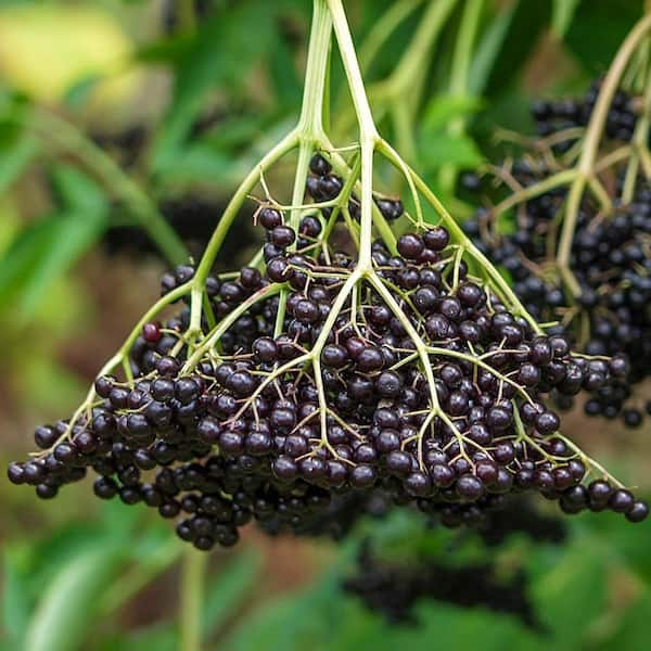 Gurney's American Elderberry (Sambucus) Live Bareroot Fruiting Plant (1 ...