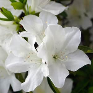 2.5 Quart Azalea 'Deleware Valley White' Flowering Shrub with White Flowers