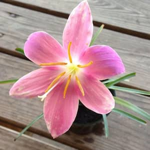 4 in. Pink Rain Lily Potted Bog/Marginal Pond Plant