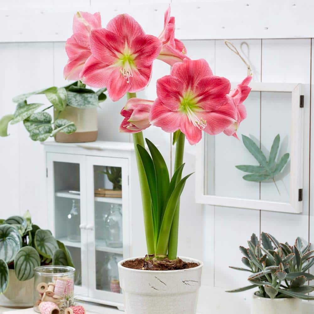 VAN ZYVERDEN Amaryllis African Candy Floss Bulbs 88400 - The Home VAN ZYVERDEN Amaryllis African Candy Floss Bulbs 88400 - The Home