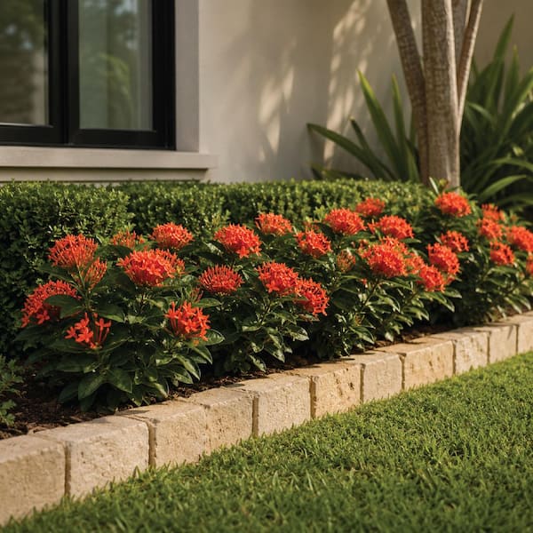 NATURE'S WAY FARMS 2 qt. Taiwanese Orange Ixora Tropical Flowering