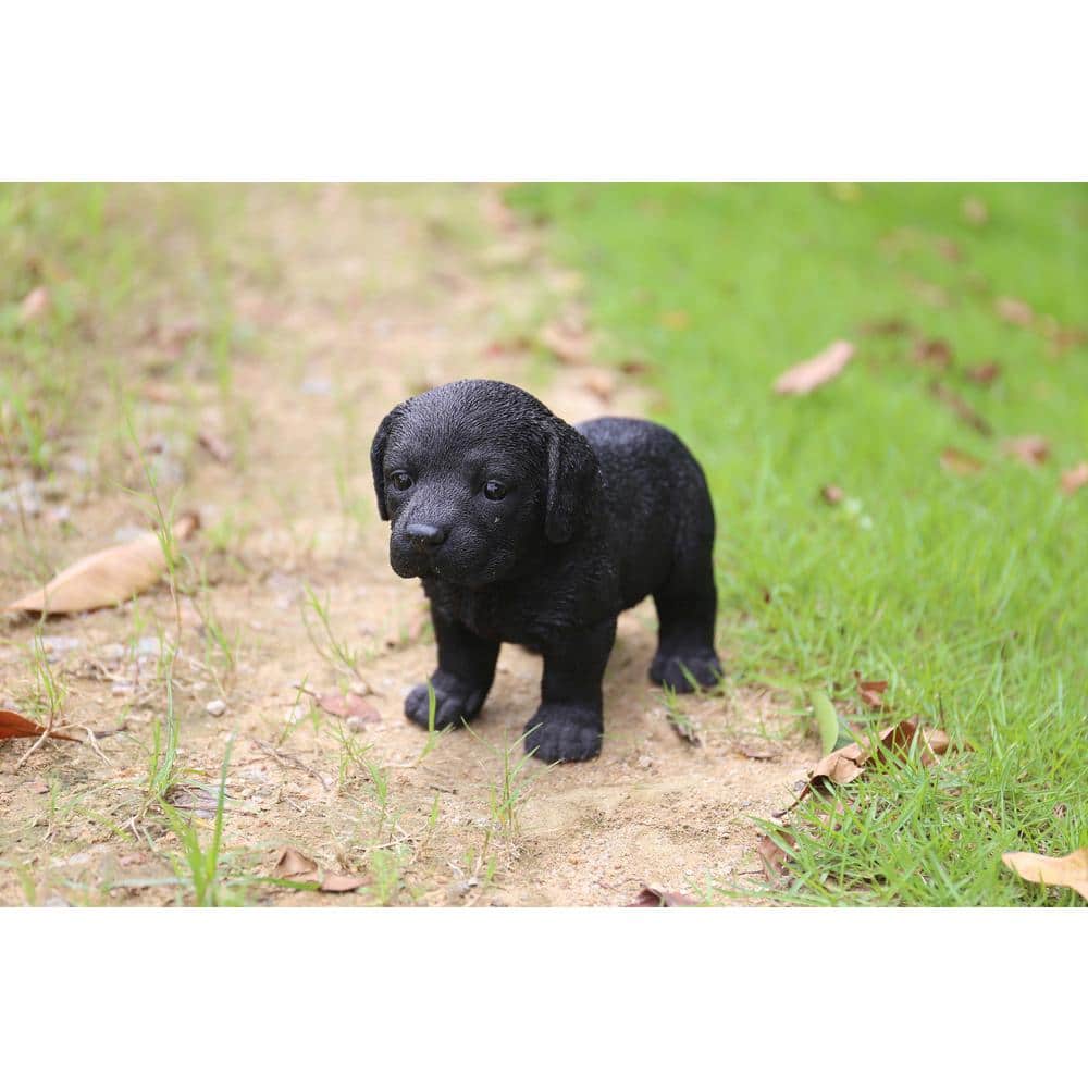 Black Labrador Puppy Standing price history on PriceWatchPro