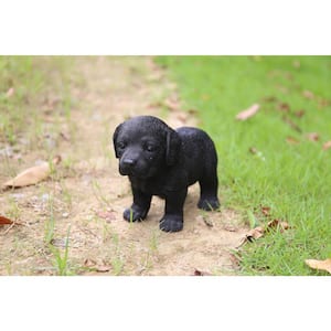 Black Labrador Puppy Standing