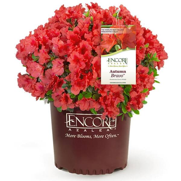 ENCORE AZALEA 2 Gal. Autumn Bravo Shrub with Red Flowers 14801