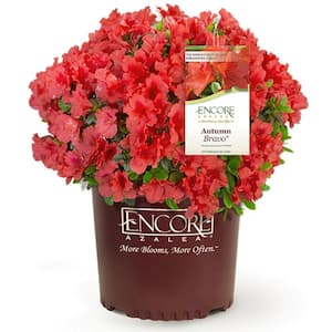 2 Gal. Autumn Bravo Shrub with Red Flowers