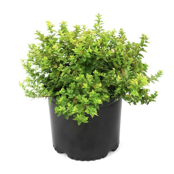3 gal. Spirea Goldmound Shrub