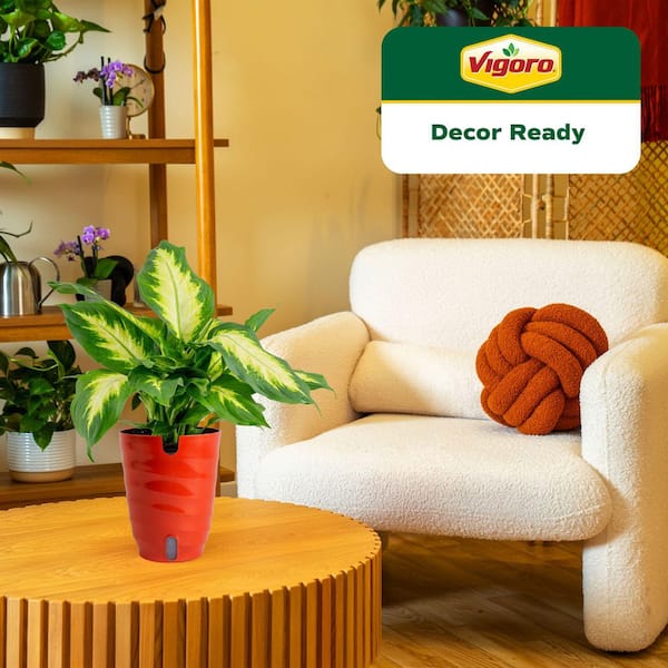 Dieffenbachia Indoor Plant in 6 in. Self-Watering Planter, Avg. Shipping Height 1-2 ft. Tall