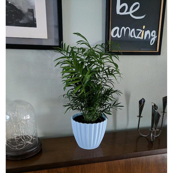6 in. Neanthebella Palm Plant in White Decor Plastic Pot