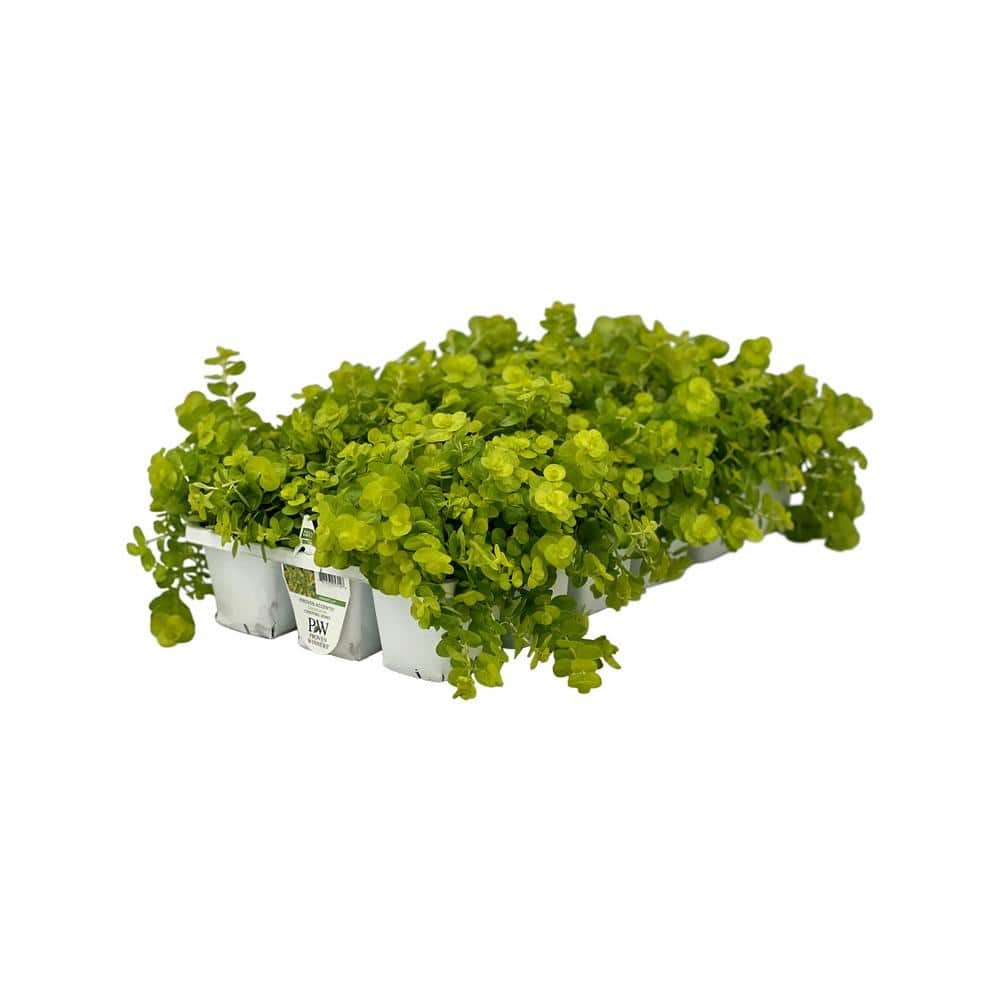 Pure Beauty Farms 1.97 Gal. Creeping Jenny Lysimachia In 2.75 In. Cell 