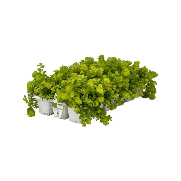 Pure Beauty Farms 1.97 Gal. Creeping Jenny Lysimachia in 2.75 in. Cell Grower's Tray (18- Plant)