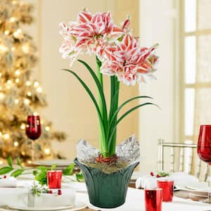 https://images.thdstatic.com/productImages/d2005137-9b47-40e6-b989-431e04e6b78b/svn/gardens-alive-fresh-christmas-plants-81766-64_300.jpg