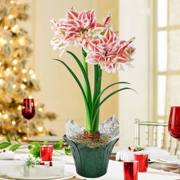 Gardens Alive! 6 in. Pot Dancing Queen Pink and White Flowering Amaryllis Bulb Holiday Gift Kit, Planted in a Foil Wrapped