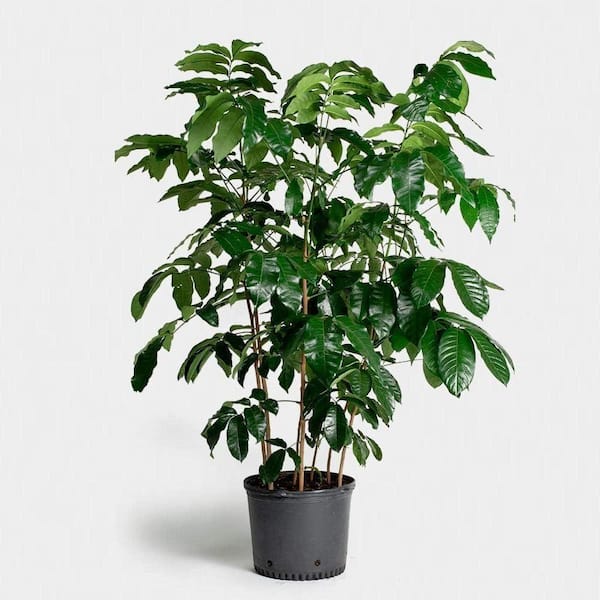 Wekiva Foliage Natal Mahogany-Live Plant in an 10 Inch Growers Pot-Trichilia Dregeana-Low Light Interior Houseplant