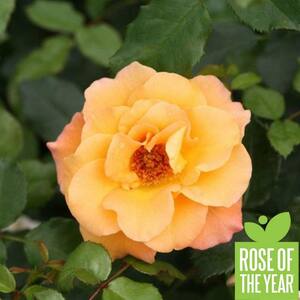 1 Gal. Sunorita Landscape Rose (Rosa) Shrub, Live Plant, Orange Flowers