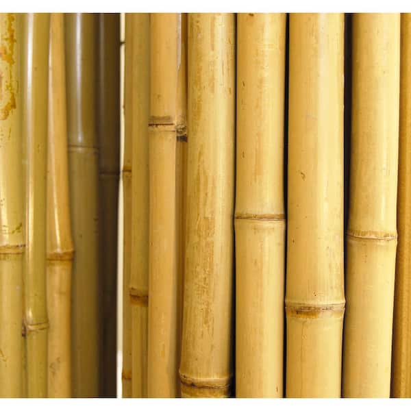 Backyard X Scapes 6 Ft H X 8 Ft W X 1 In D Natural Rolled Bamboo Fence Panel Hdd Bf05 The Home Depot Backyard X Scapes 6 Ft H X 8 Ft W X 1 In D Natural Rolled Bamboo Fence Panel Hdd Bf05 The Home Depot