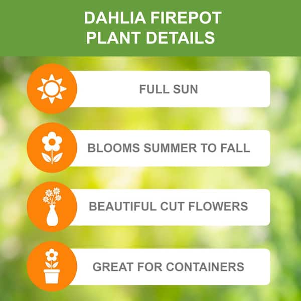 Firepot Decorative Dahlia Flower Bulbs, Bare Roots (Bag of 4)
