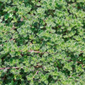 1 Gal. Wooly Thyme Creeping Thyme (Thymus Pseudolanuginos) Live Flowering Full Sun Perennial Groundcover Plant