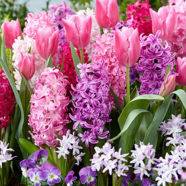 VAN ZYVERDEN 100 Days of Blooms Fragrant Pink Garden Set of 25 Bulbs