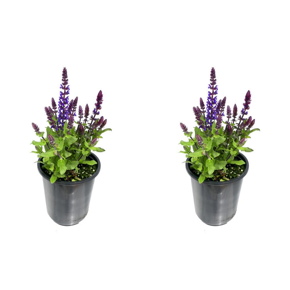 1.0 qt. Salvia Perennial Plant with Blue Flowers-(2-Pack)
