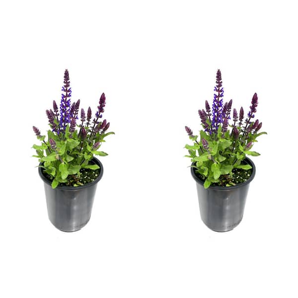 1.0 qt. Salvia Perennial Plant with Blue Flowers-(2-Pack)