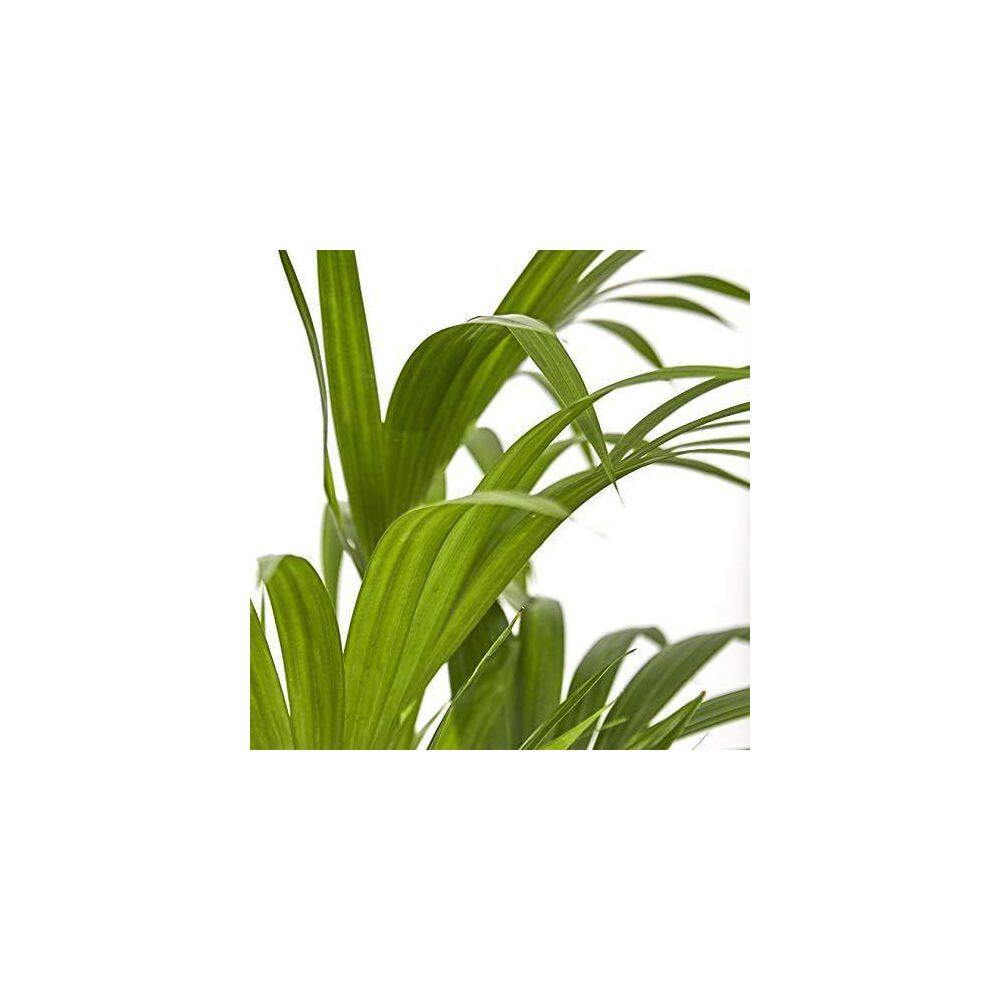 Kentia Palm Trio in Black Growers Pots