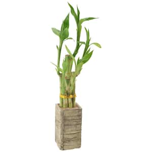 2-1/2 in. 5-Stem Lucky Bamboo Medium Aged Wood Clay Planter
