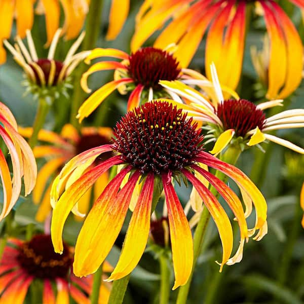 Spring Hill Nurseries Fiery Meadow Mama Coneflower (Echinacea), Live ...