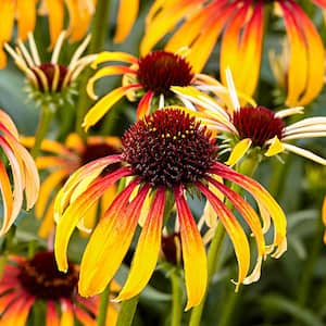 2.50 Qt. Pot, Fiery Meadow Mama Coneflower (Echinacea), Live Flowering Perennial Plant (1-Pack)