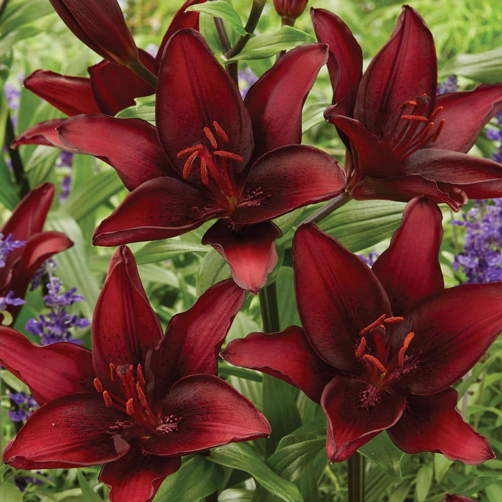 VAN ZYVERDEN Lily Black List Bulbs (1-Pack) 34471 - The Home Depot