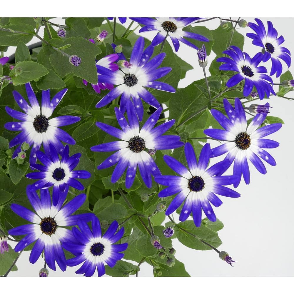 2.5 QT. Annual Pericallis Senetti Blue Bicolor