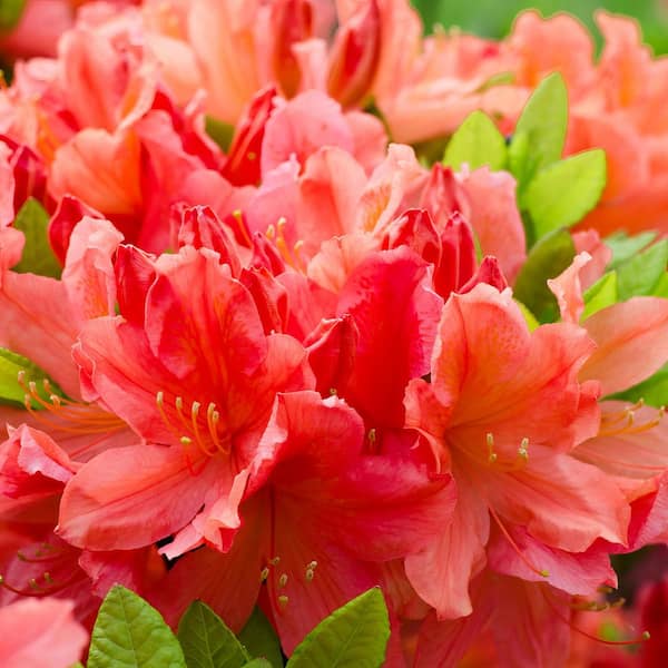 national PLANT NETWORK 2.5 Qt. Macrantha Orange Azalea Plant with