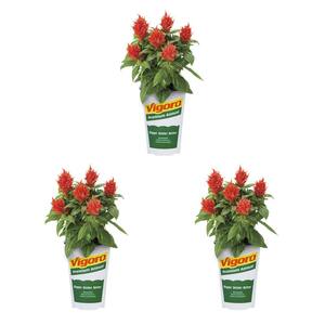 Vigoro 2.5 qt. Caladium White Delight in 6.33 in. Grower's Pot (2-Pack ...