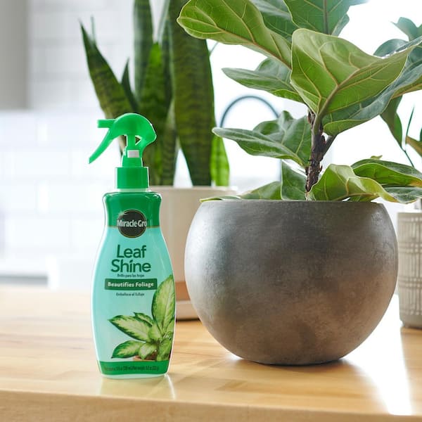 TOP 3 DIY LEAF SHINE CLEANER FOR YOUR HOUSE PLANTS 
