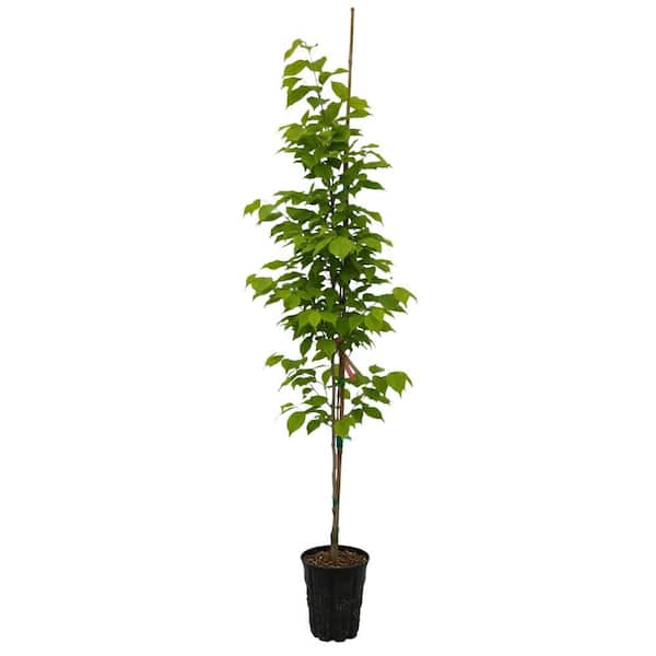 2 gal. Snow Tower Deciduous Dogwood Tree with White Flowers