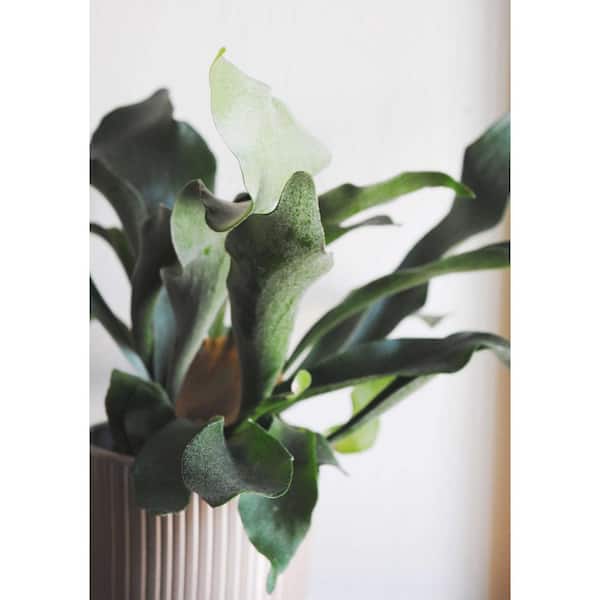 Flat Glass Marble - Royal Blue – Elkhorn Succulents