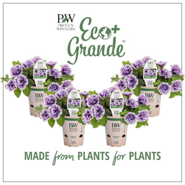 PROVEN WINNERS 4.25 in. Eco+Grande, Supertunia Priscilla (Petunia) Live Plant, Purple Flowers (4-Pack)