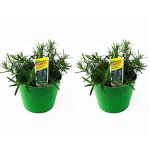 1.5 Qt. Herb Plant Tuscan Rosemary in 6 In. Deco Pot (2-Plants)