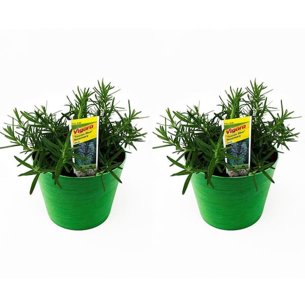 Pure Beauty Farms 1.5 Qt. Herb Plant Tuscan Rosemary in 6 In. Deco Pot (2-Plants)