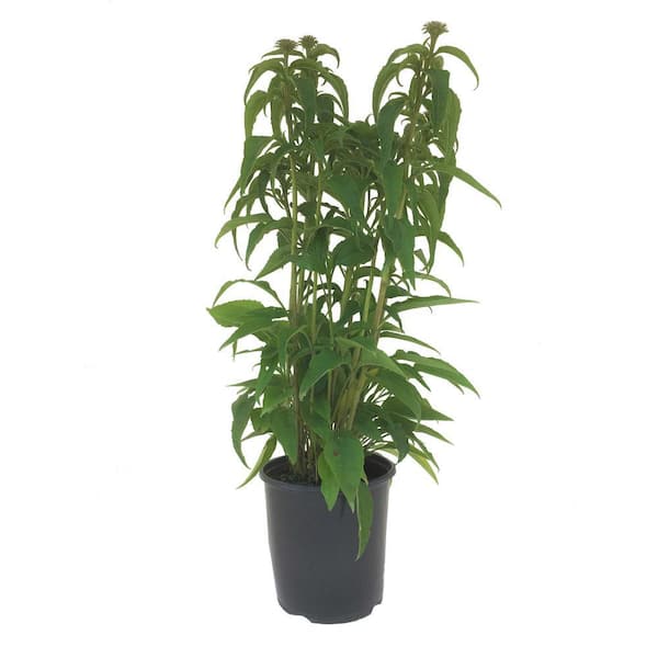 BELL NURSERY 3 Gal. Purple Coneflower Perennial Plant (1-Pack)