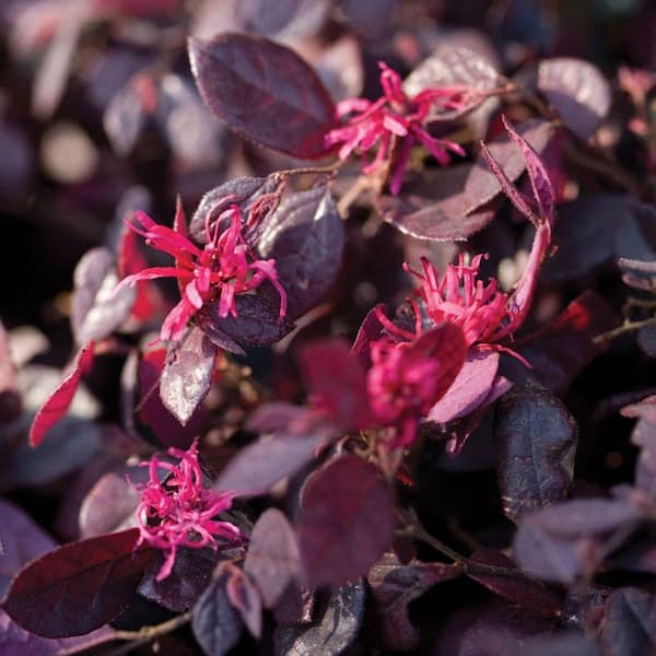 2.5 Qt. Purple Diamond Semi-Dwarf Loropetalum, Evergreen Shrub with Purple Foliage, Pink Ribbon Blooms