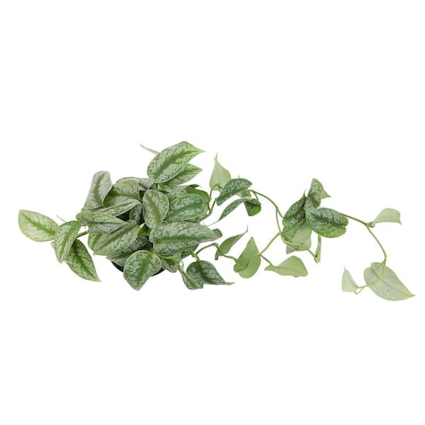 ALTMAN PLANTS 4.25 in. Pothos Golden Petite (Solo) 0872696 - The Home Depot