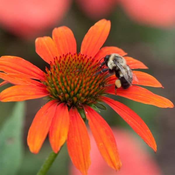 Spring Hill Nurseries Multi-Colored Flowers Cheyenne Spirit Coneflower (Echinacea), Live Bareroot Perennial Plant (3-Pack)