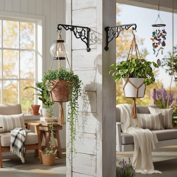 dafina plant *RETAIL